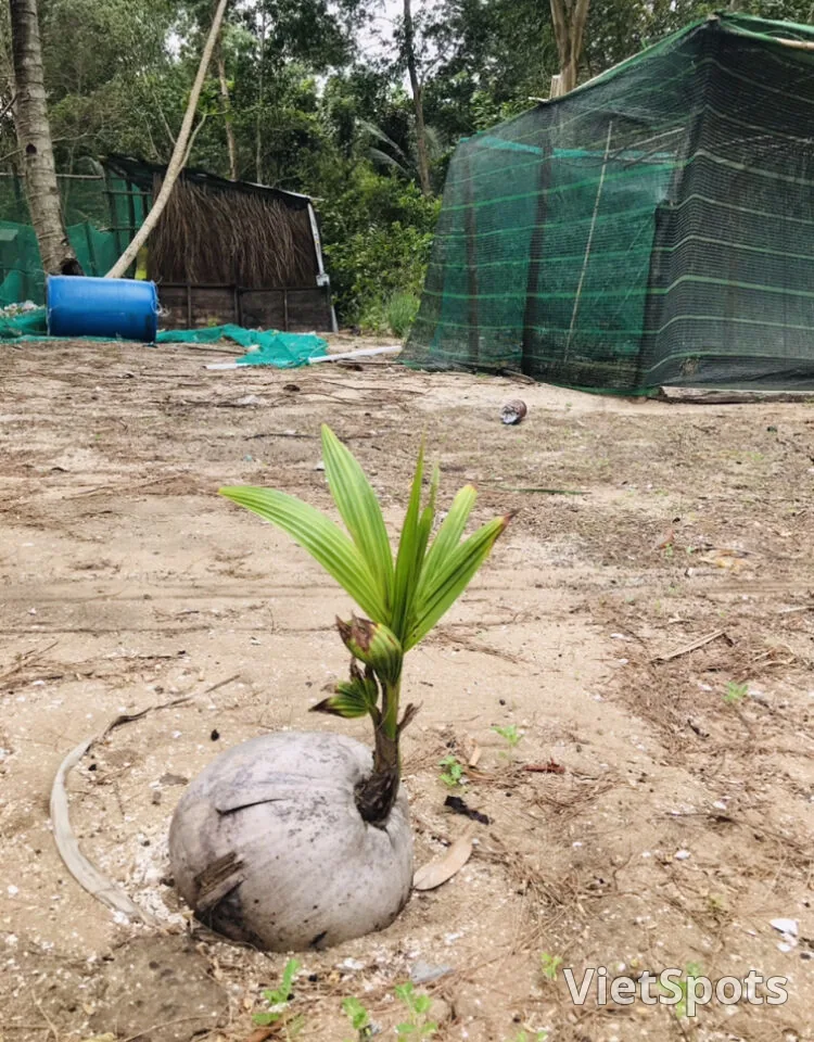 ココナッツ新芽