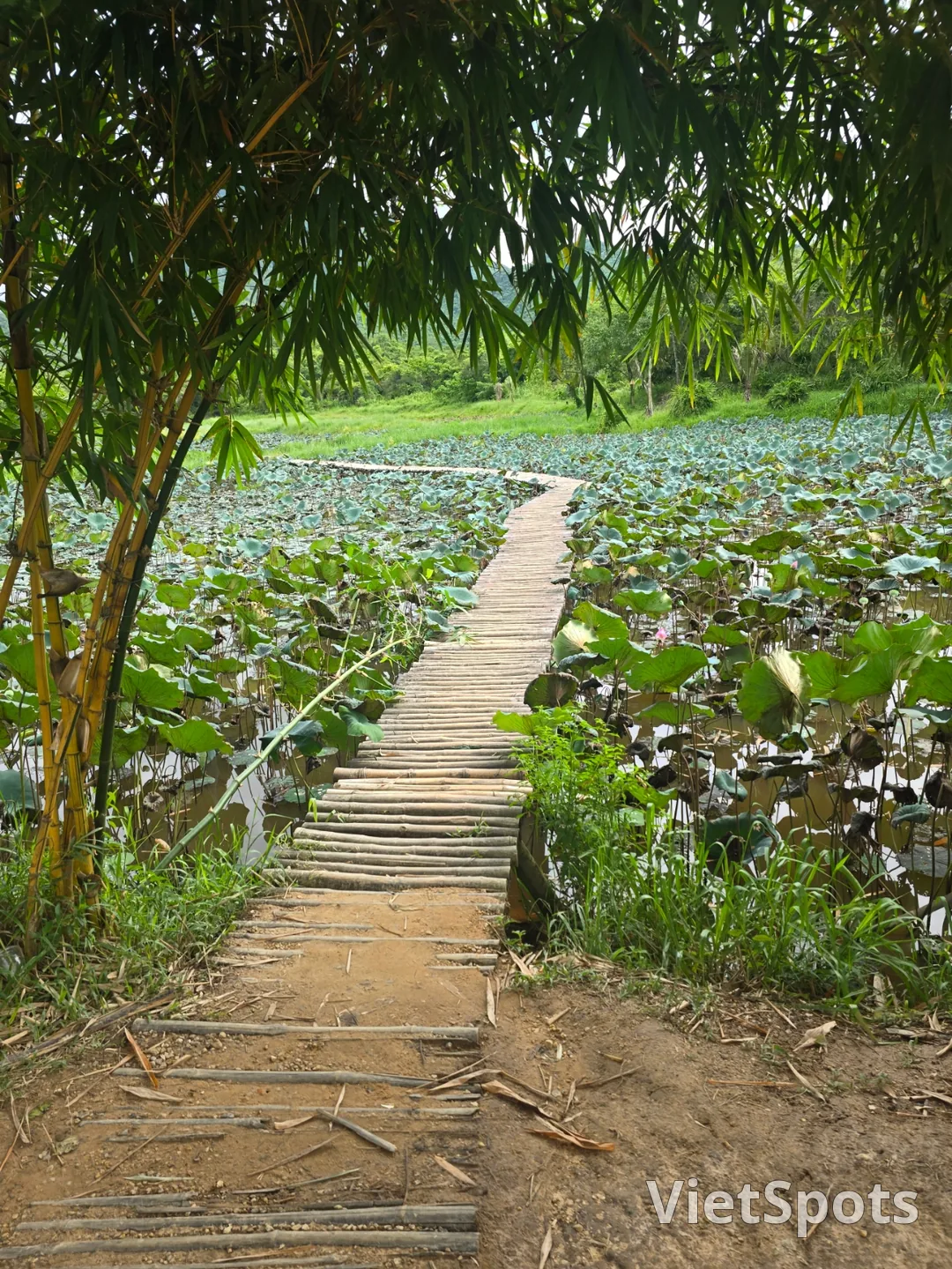 (🇻🇳 Phòng 6, 30/8 - 4/9) Nhật ký du lịch.. Thánh địa Mỹ Sơn (Được dịch là "Tôi sẽ đi gặp con trai tôi!!!!")