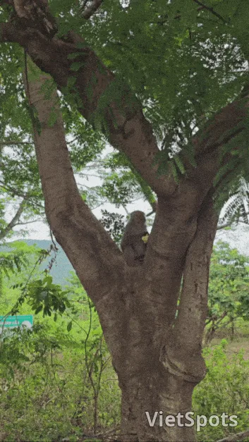 🇻🇳 後記(相性抜群な中級者向けダナン旅行5日コース)4日目
