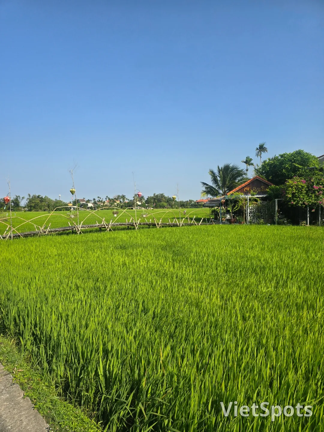 第7天游记🛫🇻🇳 会安稻田景色优美的咖啡馆