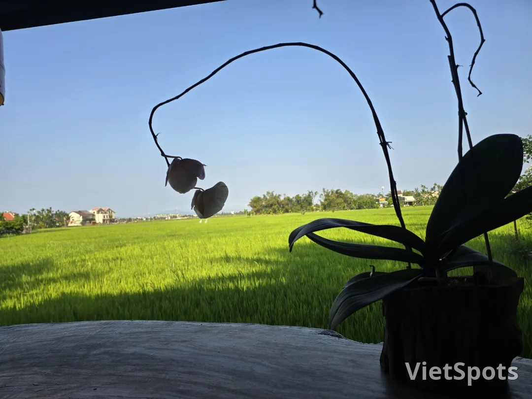 第7天游记🛫🇻🇳 会安稻田景色优美的咖啡馆