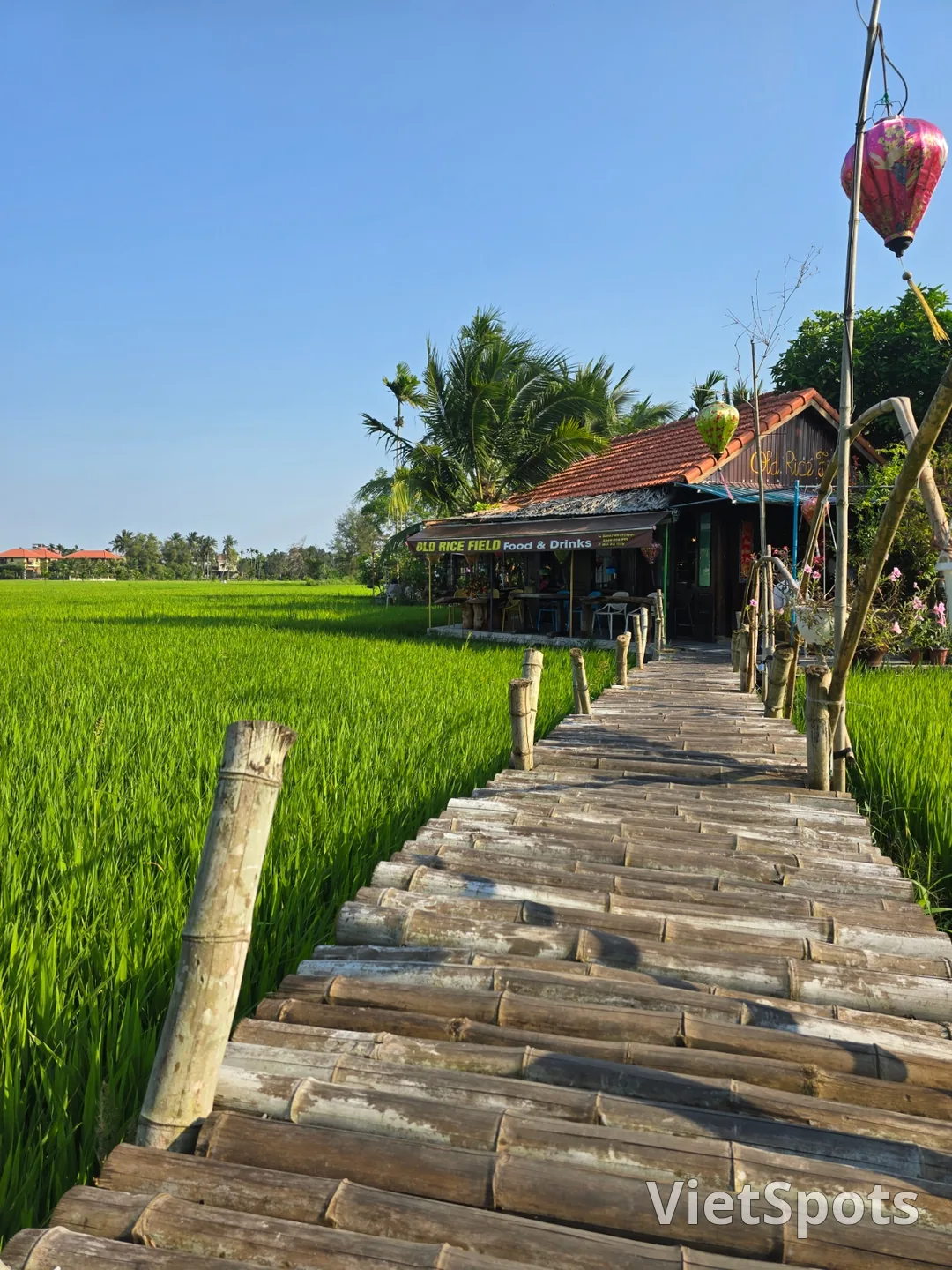 第7天游记🛫🇻🇳 会安稻田景色优美的咖啡馆