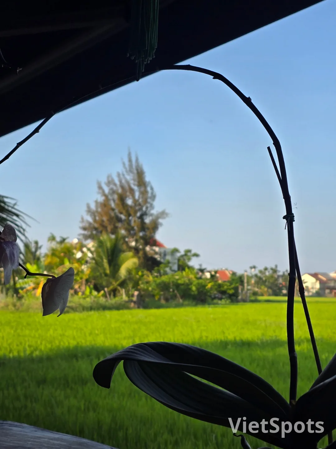 第7天游记🛫🇻🇳 会安稻田景色优美的咖啡馆