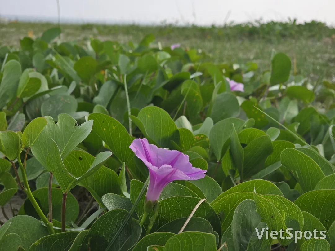 เพลิดเพลินกับชายหาดส่วนตัวที่ชิลลาโมโนแกรม ดานัง 🏖️