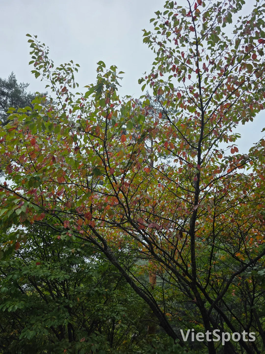 🇰🇷 雪嶽山迎來了秋天 🍂