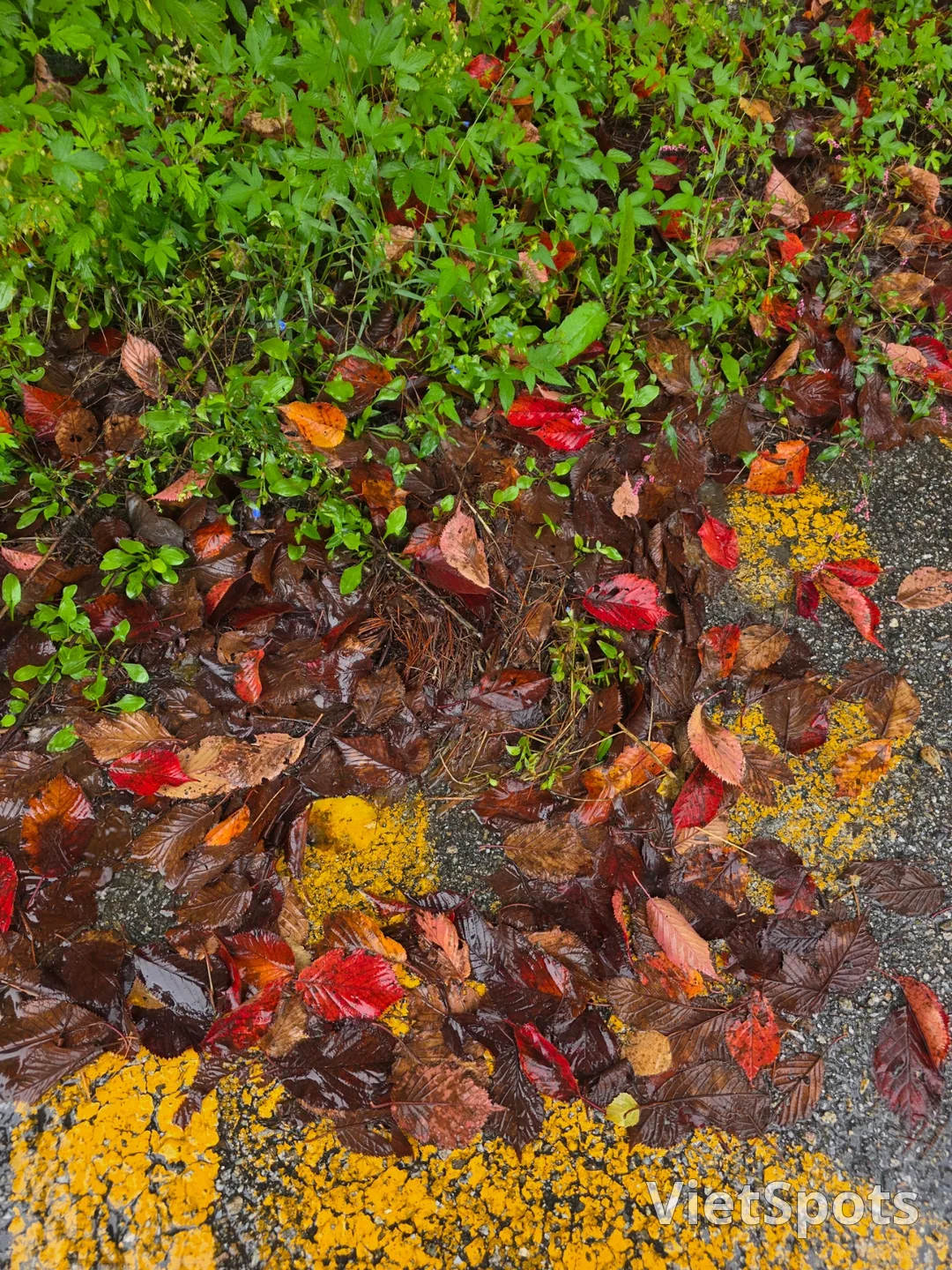 🇰🇷 雪嶽山迎來了秋天 🍂