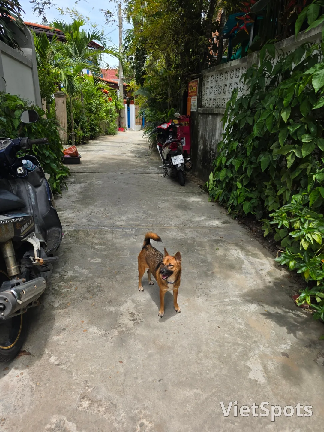 🇻🇳 在意想不到的路上邂逅的小小幸福