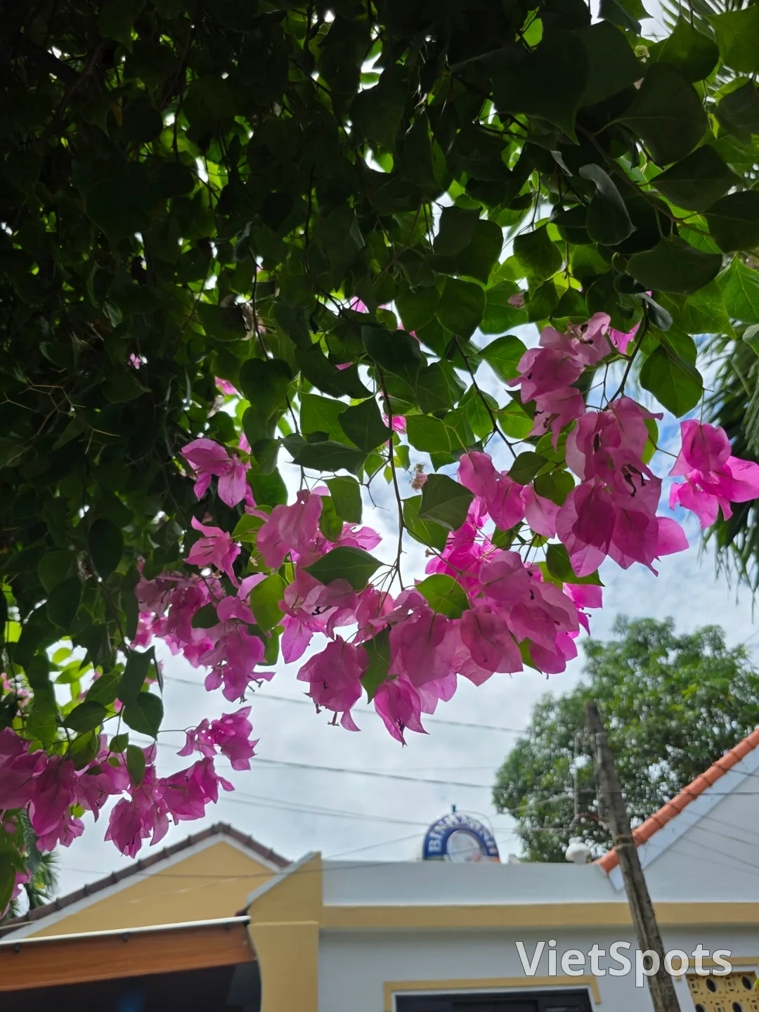 🇻🇳 在意想不到的路上邂逅的小小幸福