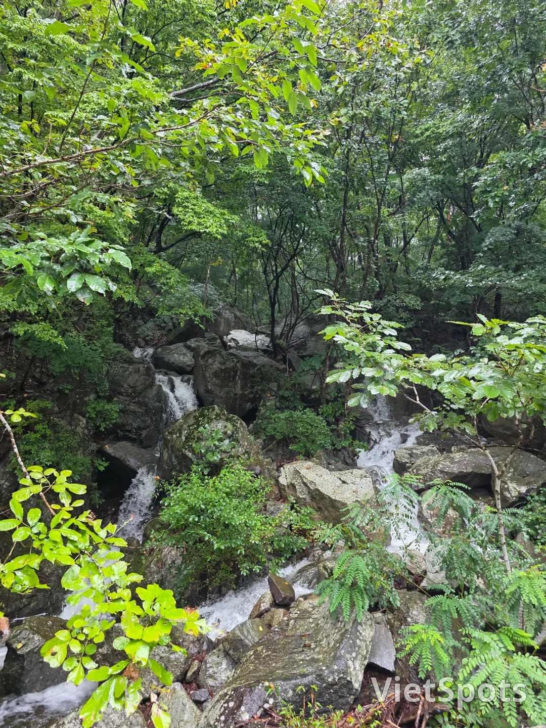 सुंदर दिखते हैं इसलिए उन्हें मत खाइए~ प्रकृति के लिए छोड़ दीजिए🍄