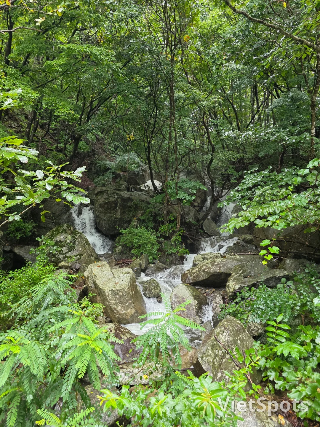 सुंदर दिखते हैं इसलिए उन्हें मत खाइए~ प्रकृति के लिए छोड़ दीजिए🍄
