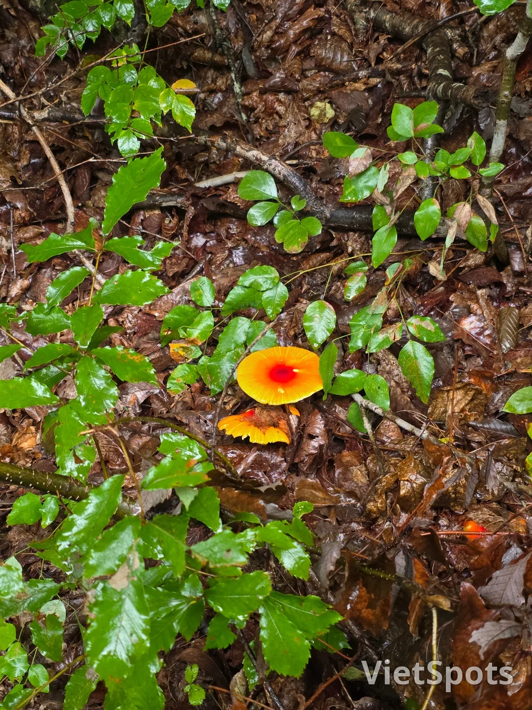 सुंदर दिखते हैं इसलिए उन्हें मत खाइए~ प्रकृति के लिए छोड़ दीजिए🍄