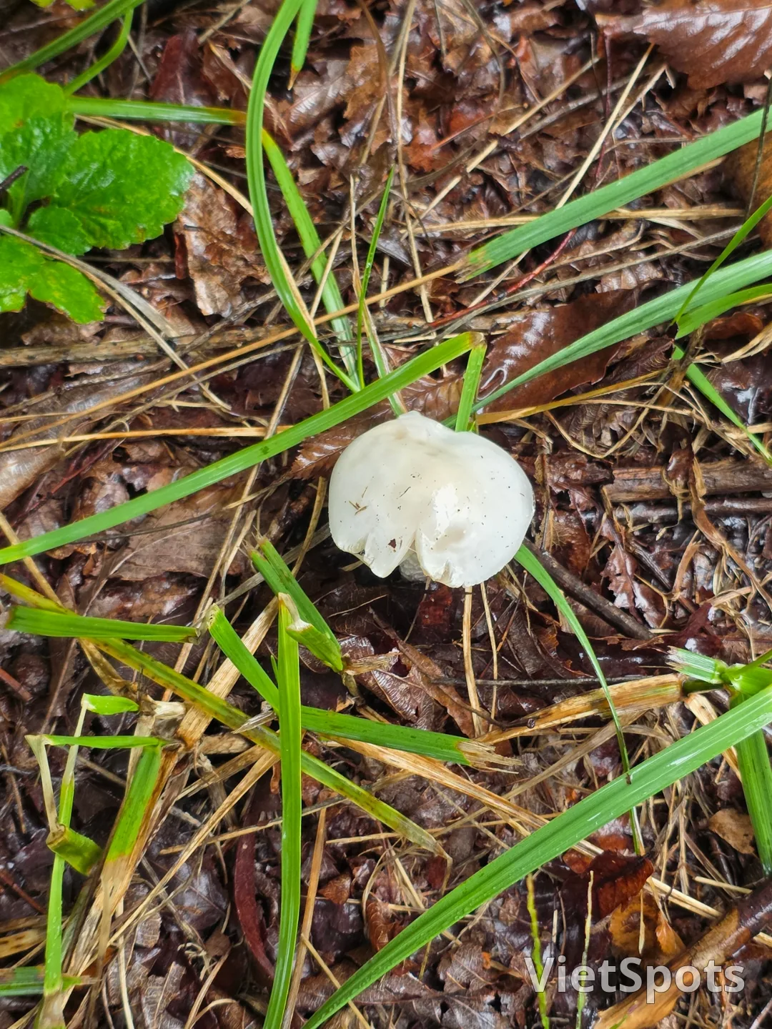 सुंदर दिखते हैं इसलिए उन्हें मत खाइए~ प्रकृति के लिए छोड़ दीजिए🍄