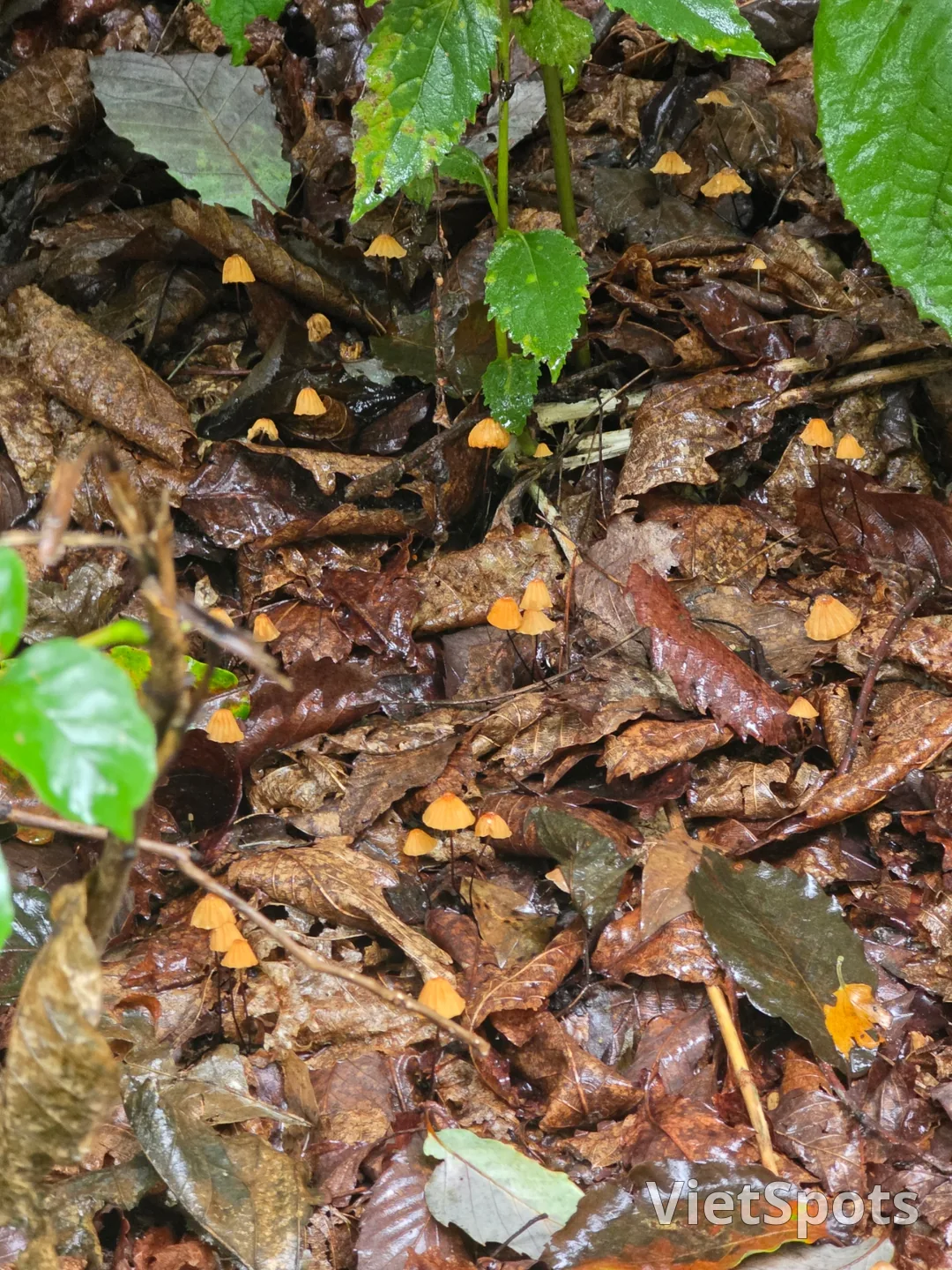 सुंदर दिखते हैं इसलिए उन्हें मत खाइए~ प्रकृति के लिए छोड़ दीजिए🍄