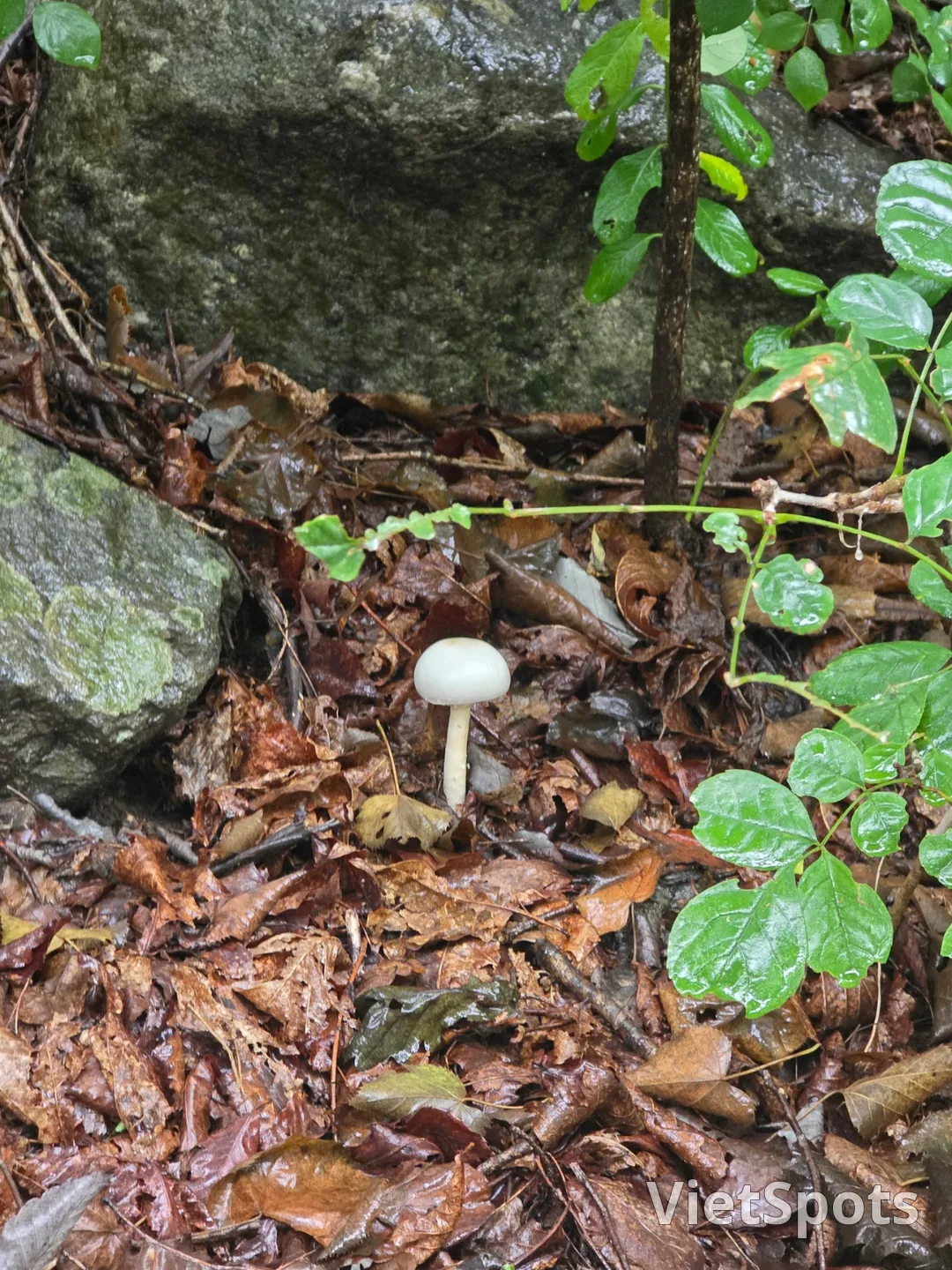 सुंदर दिखते हैं इसलिए उन्हें मत खाइए~ प्रकृति के लिए छोड़ दीजिए🍄