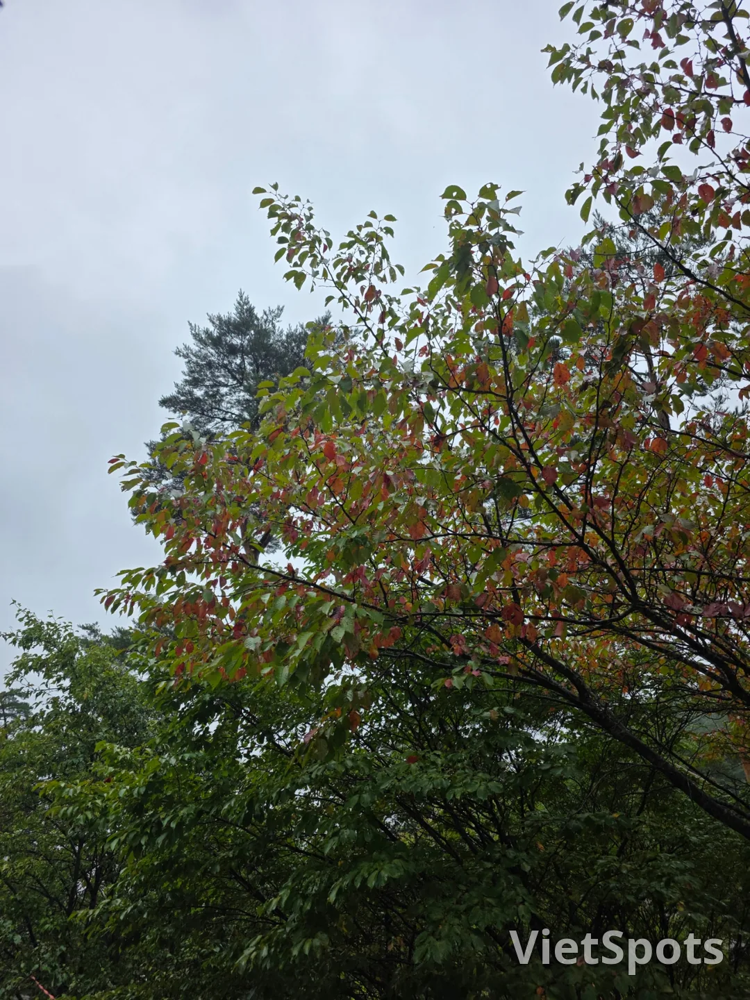 सुंदर दिखते हैं इसलिए उन्हें मत खाइए~ प्रकृति के लिए छोड़ दीजिए🍄