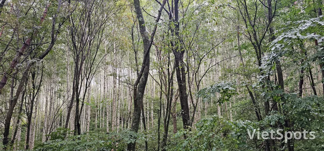 🇰🇷 元垈里白桦林