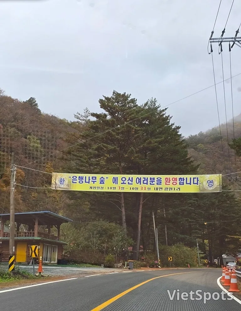 🇰🇷 洪川银杏树林
