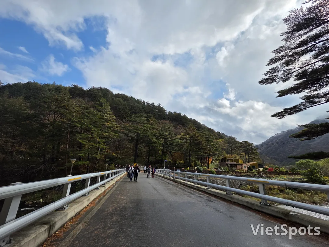 🇰🇷 洪川银杏树林