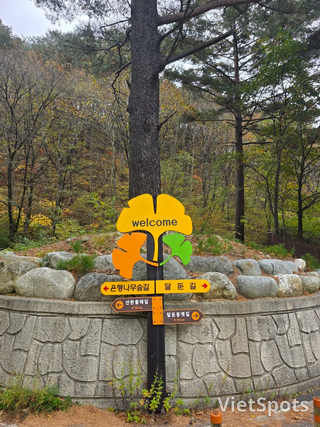 🇰🇷 洪川银杏树林