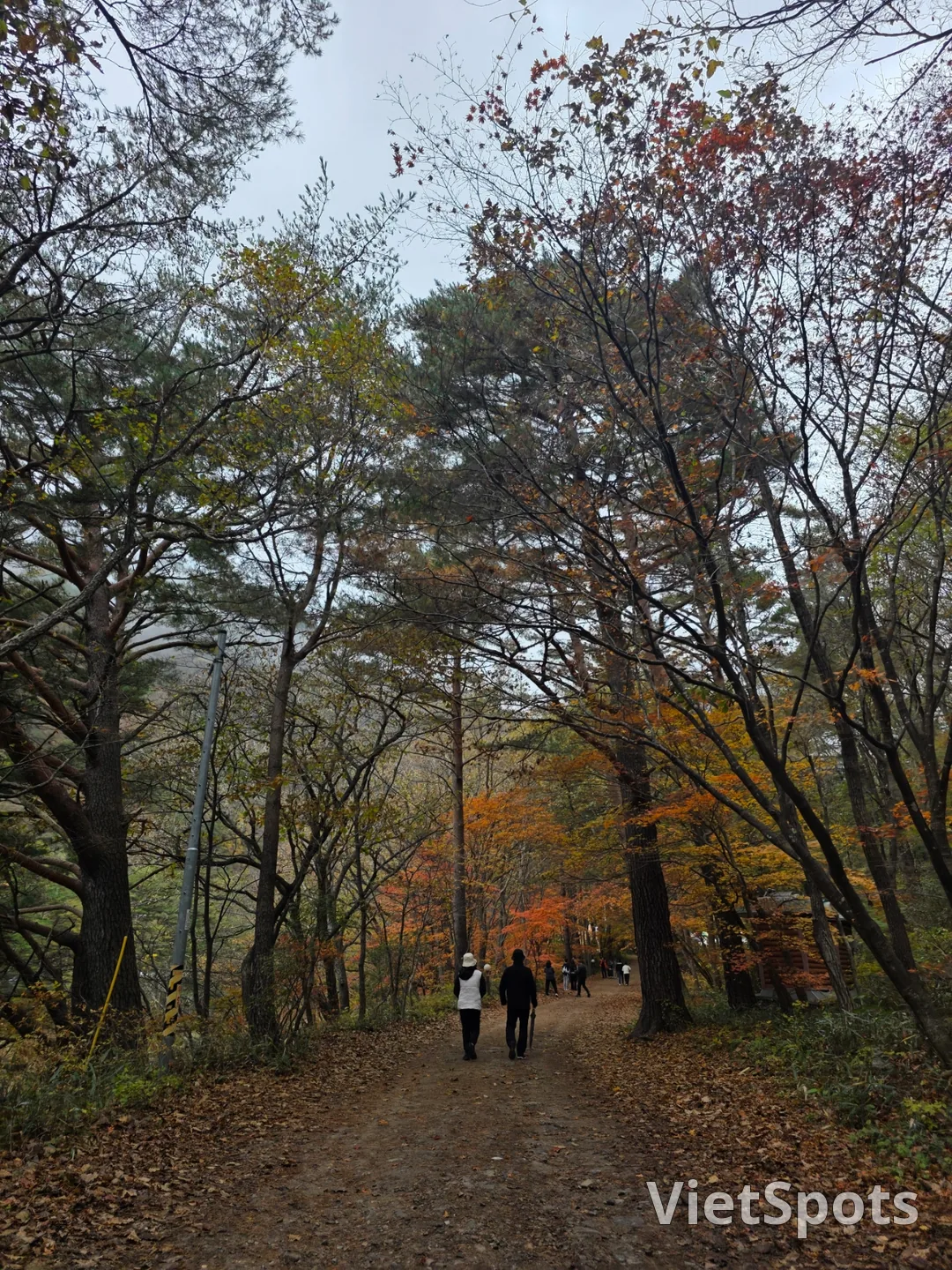 🇰🇷 洪川银杏树林