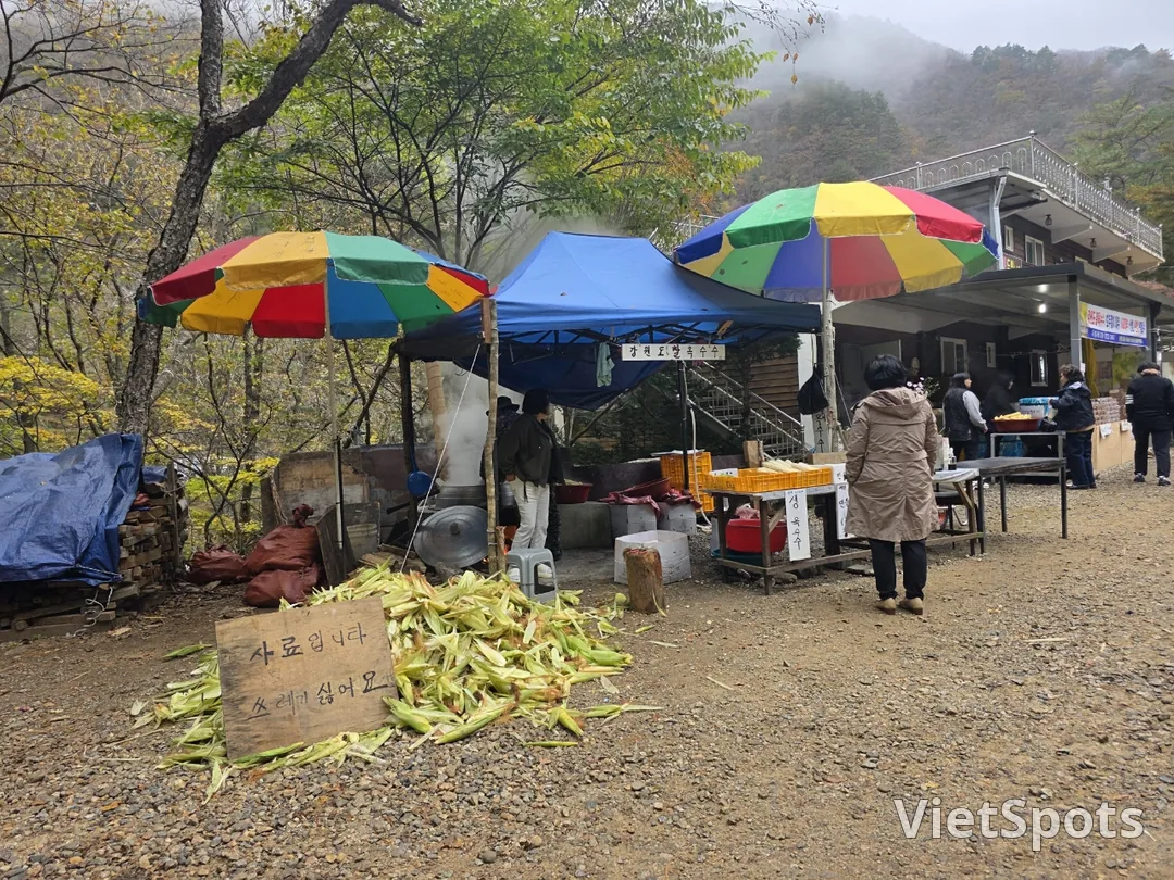 🇰🇷 洪川银杏树林