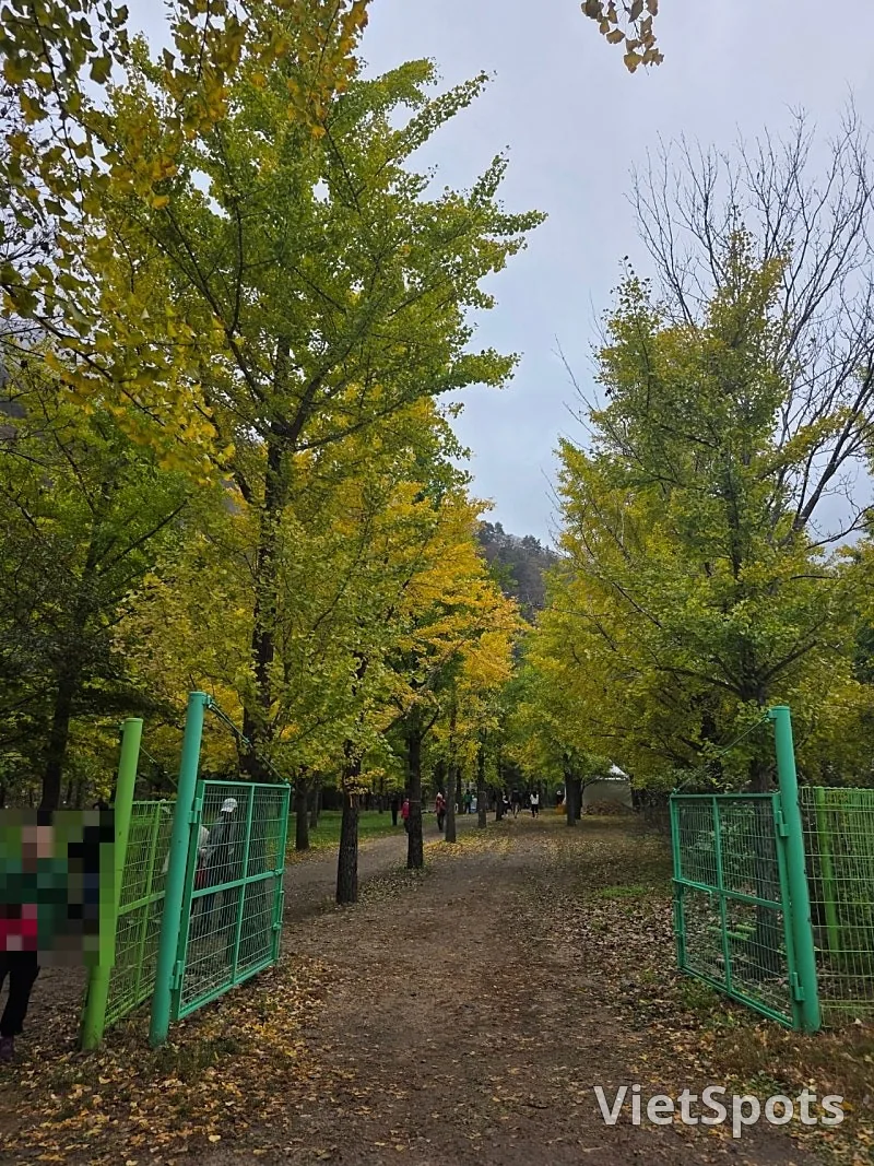 🇰🇷 洪川银杏树林