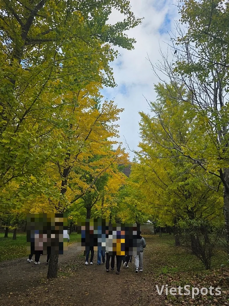 🇰🇷 洪川银杏树林