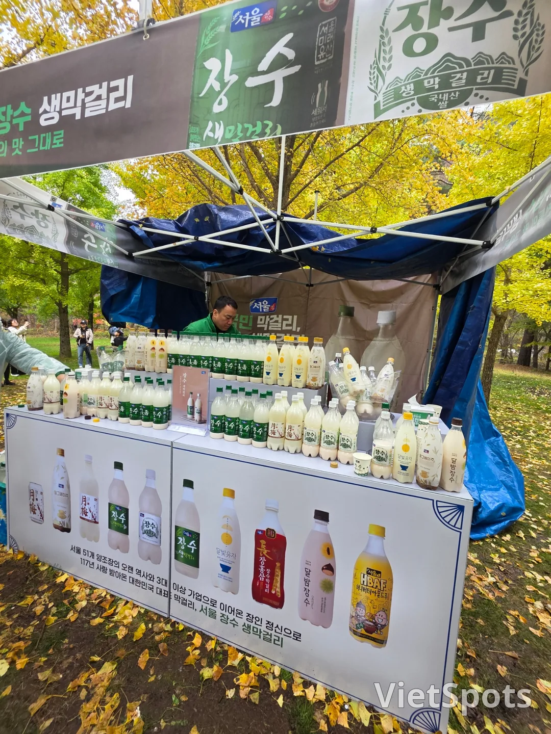 🇰🇷 洪川银杏树林