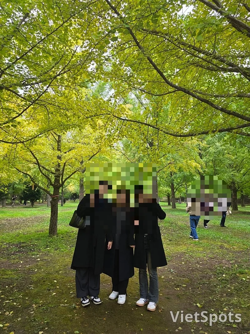 🇰🇷 洪川银杏树林