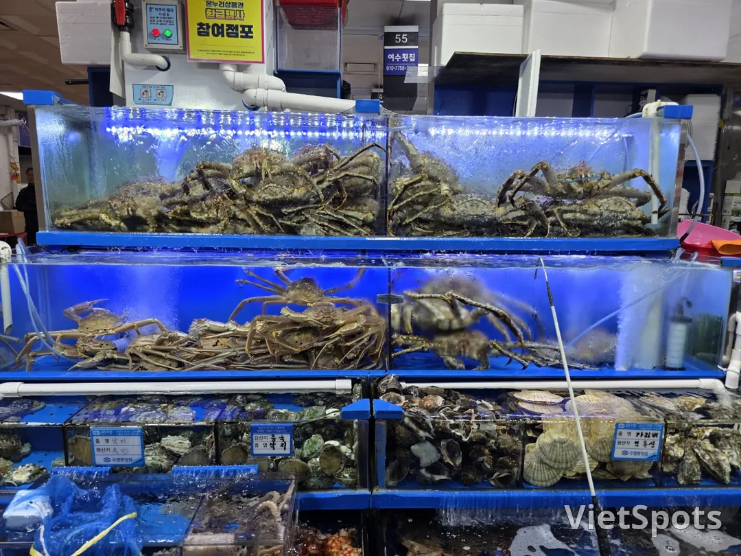 🇰🇷नोरयांगजिन मछली बाज़ार एक जीवंत, सांस लेता हुआ समुद्र है🚢