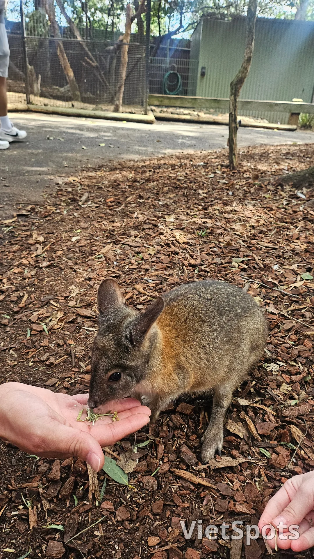 🇦🇺Tổng hợp những người bạn đáng yêu cực phẩm chỉ có thể gặp ở Úc!🐨🦘