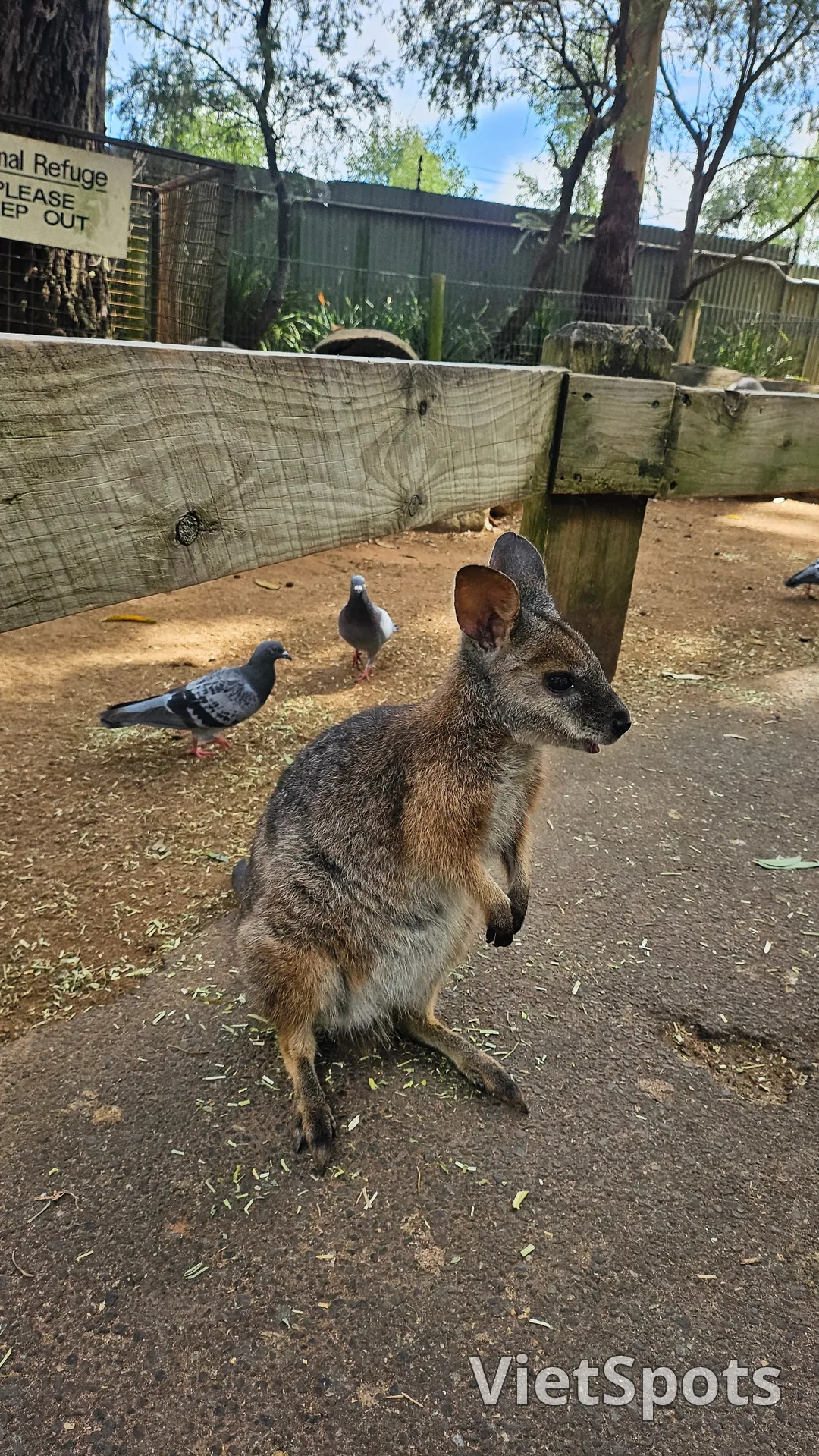 🇦🇺Tổng hợp những người bạn đáng yêu cực phẩm chỉ có thể gặp ở Úc!🐨🦘