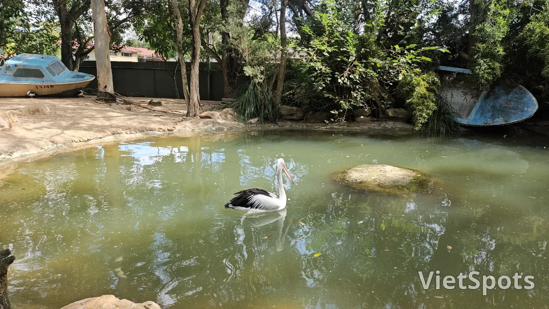 🇦🇺Tổng hợp những người bạn đáng yêu cực phẩm chỉ có thể gặp ở Úc!🐨🦘
