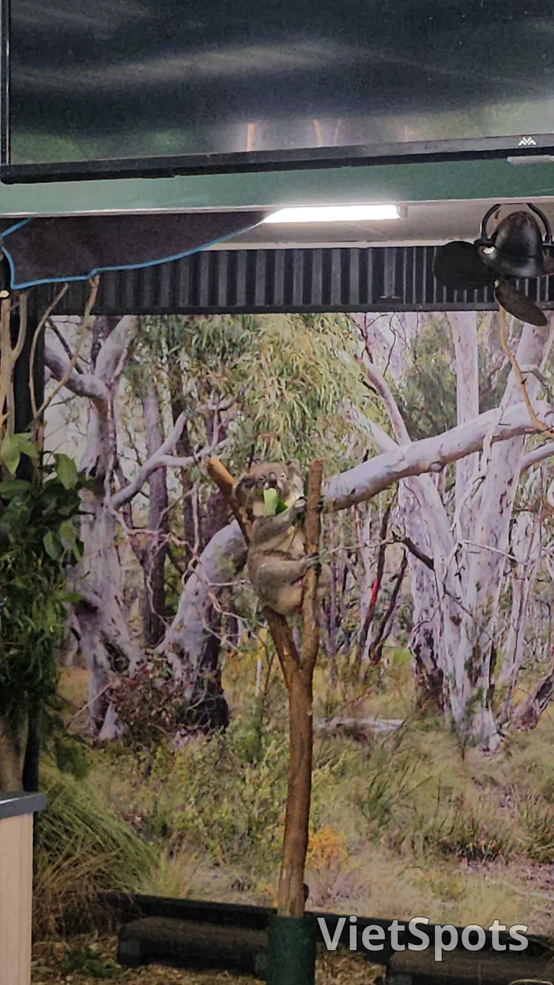 🇦🇺Tổng hợp những người bạn đáng yêu cực phẩm chỉ có thể gặp ở Úc!🐨🦘