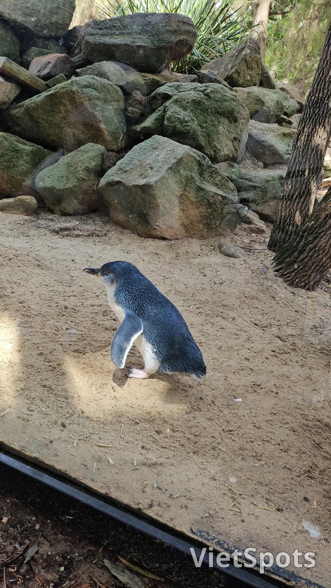 🇦🇺Tổng hợp những người bạn đáng yêu cực phẩm chỉ có thể gặp ở Úc!🐨🦘