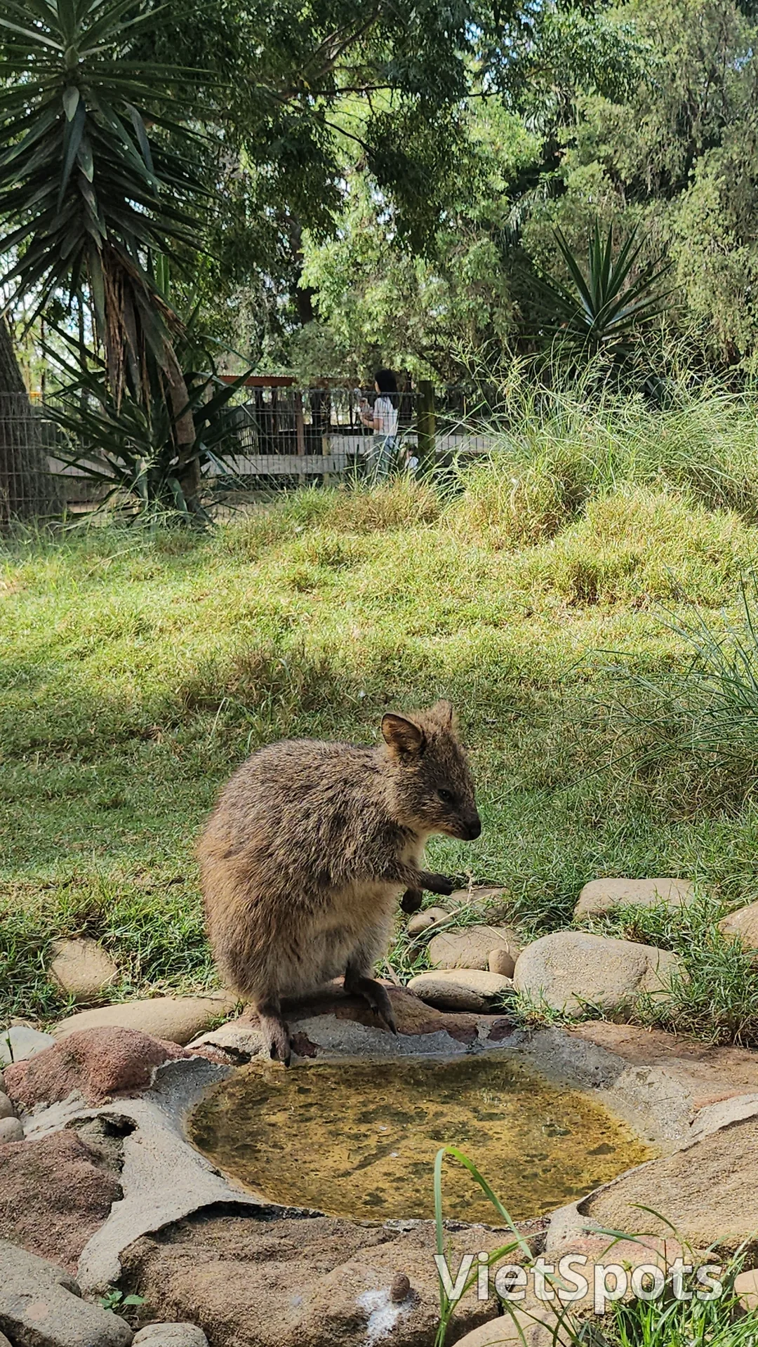 🇦🇺Tổng hợp những người bạn đáng yêu cực phẩm chỉ có thể gặp ở Úc!🐨🦘