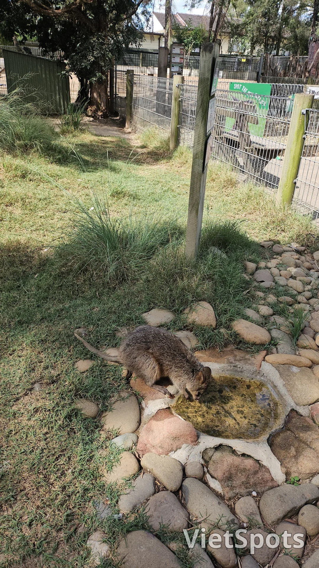 🇦🇺Tổng hợp những người bạn đáng yêu cực phẩm chỉ có thể gặp ở Úc!🐨🦘