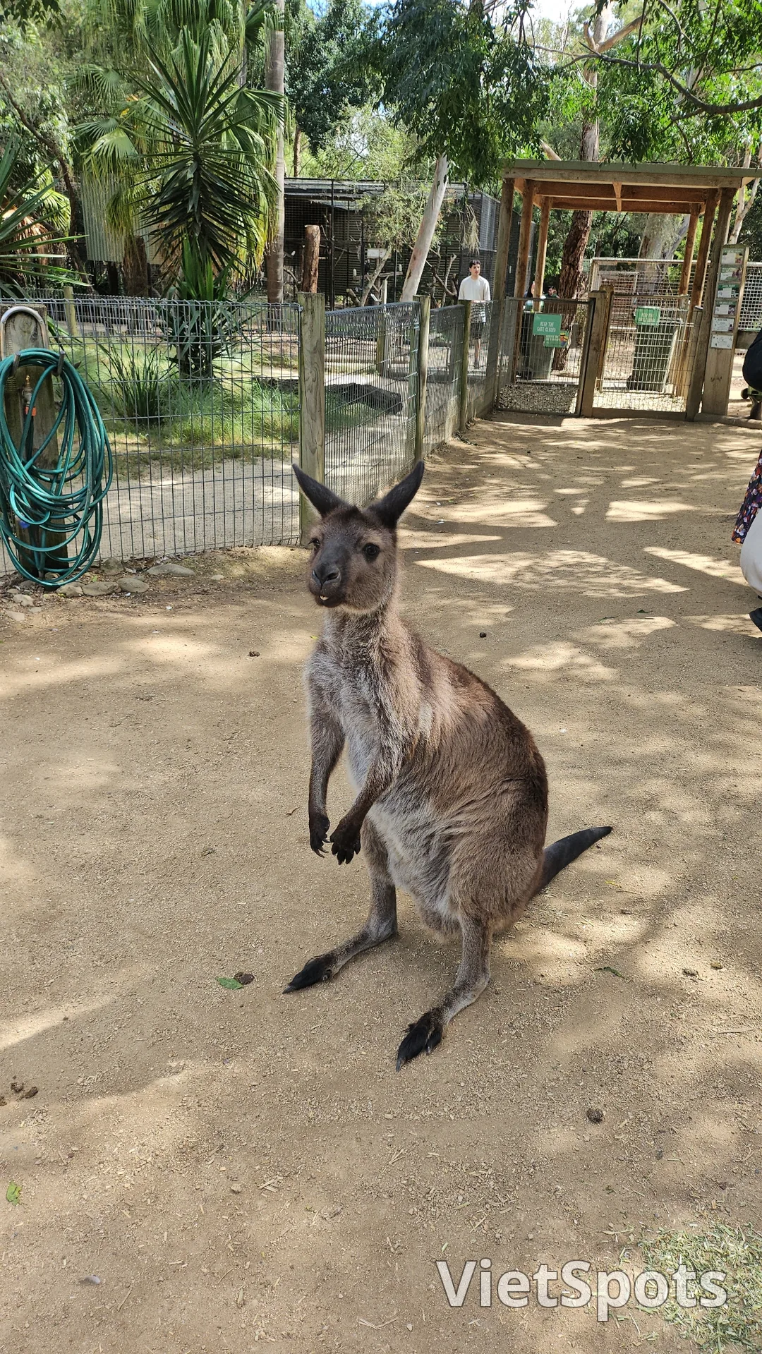 🇦🇺Tổng hợp những người bạn đáng yêu cực phẩm chỉ có thể gặp ở Úc!🐨🦘