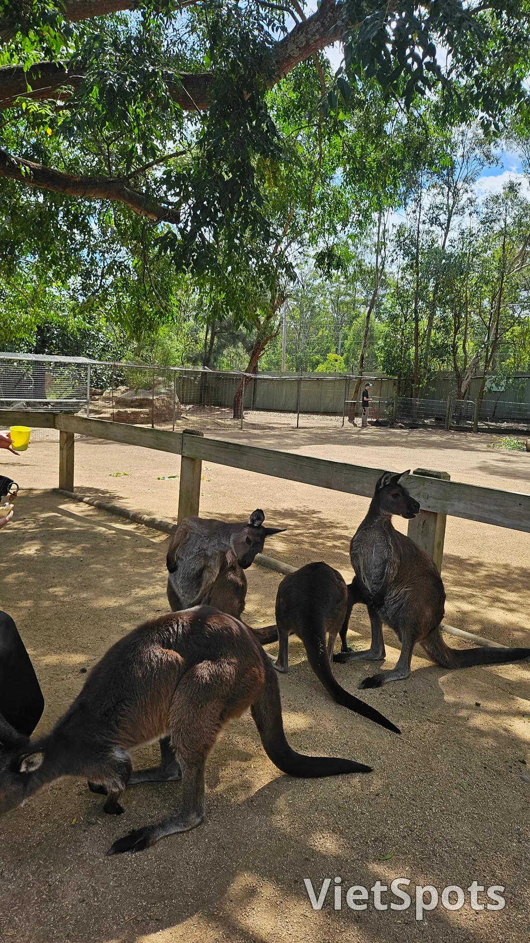 🇦🇺Tổng hợp những người bạn đáng yêu cực phẩm chỉ có thể gặp ở Úc!🐨🦘
