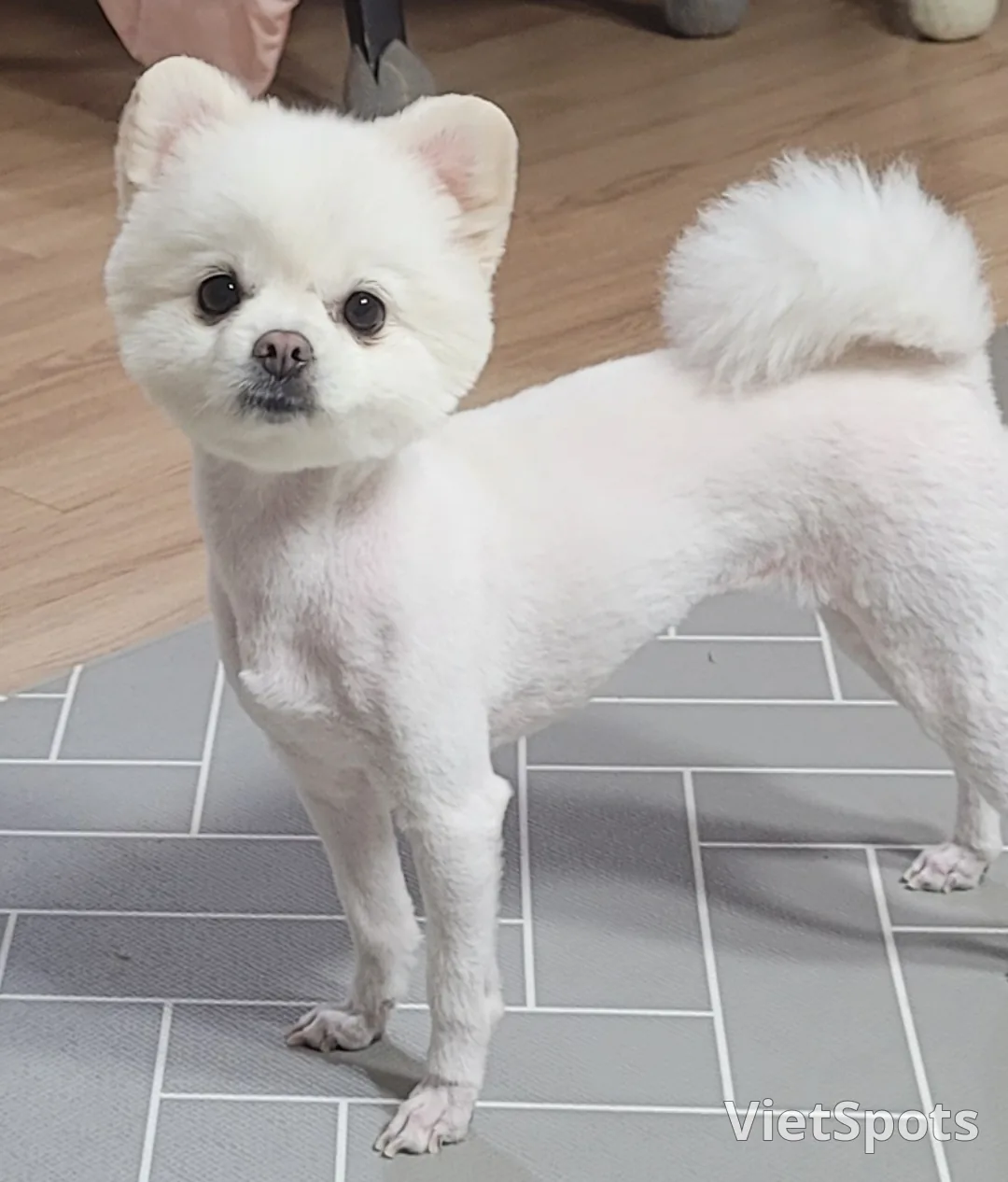 울집 강쥐 얼굴요~