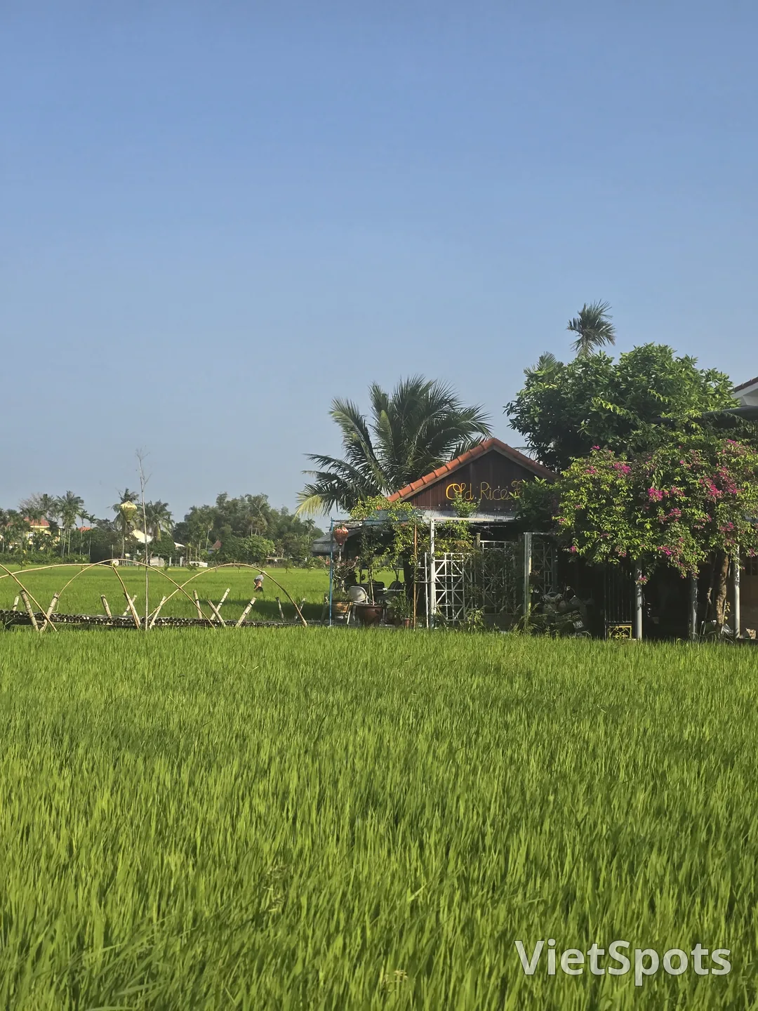 🇻🇳 老稻田 / 咖啡与早午餐