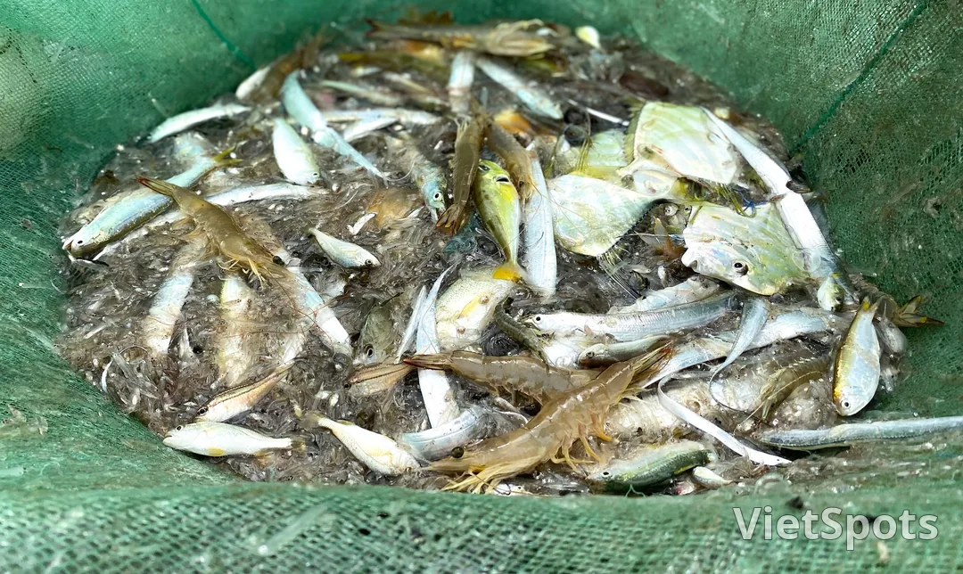 Experience dragging fishing nets, feel the breath of the sea at Mân Thái