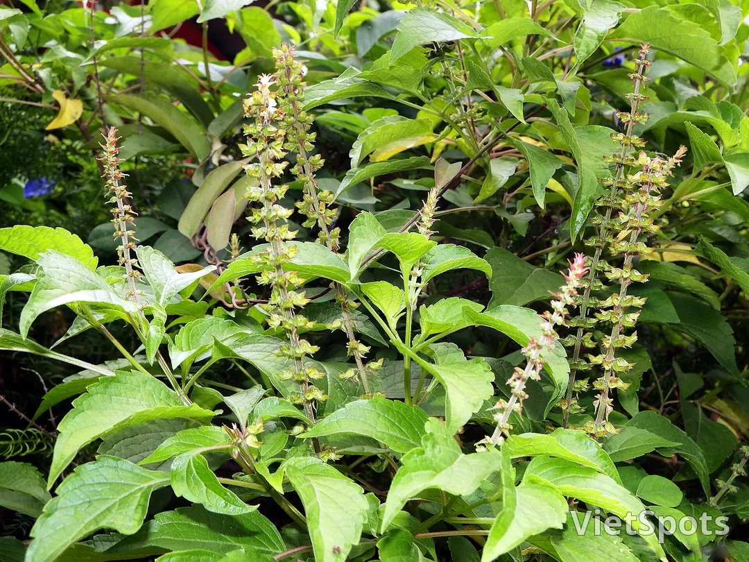 Bụi cây thuộc họ é đang ra hoa, thân vươn cao với những chùm hoa nhỏ và lá xanh có răng cưa