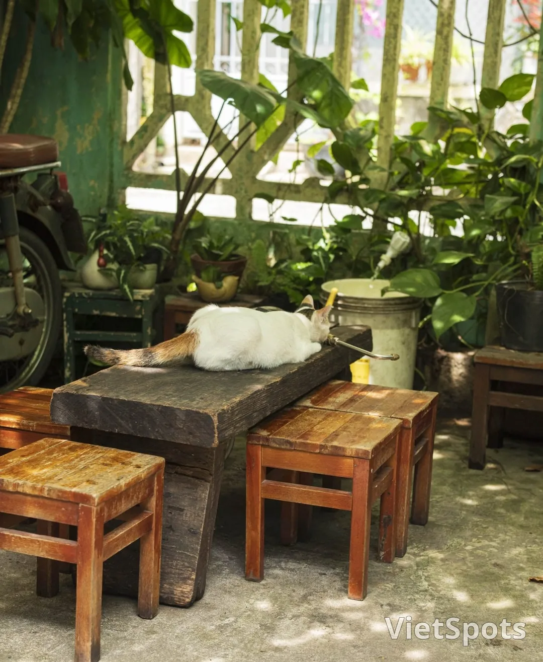 ร้านชาก๊อกญ่าตุ้ยหมิ่น — ชาเวียดนาม 40 ชนิดในซอยเล็กๆ ที่ดานัง