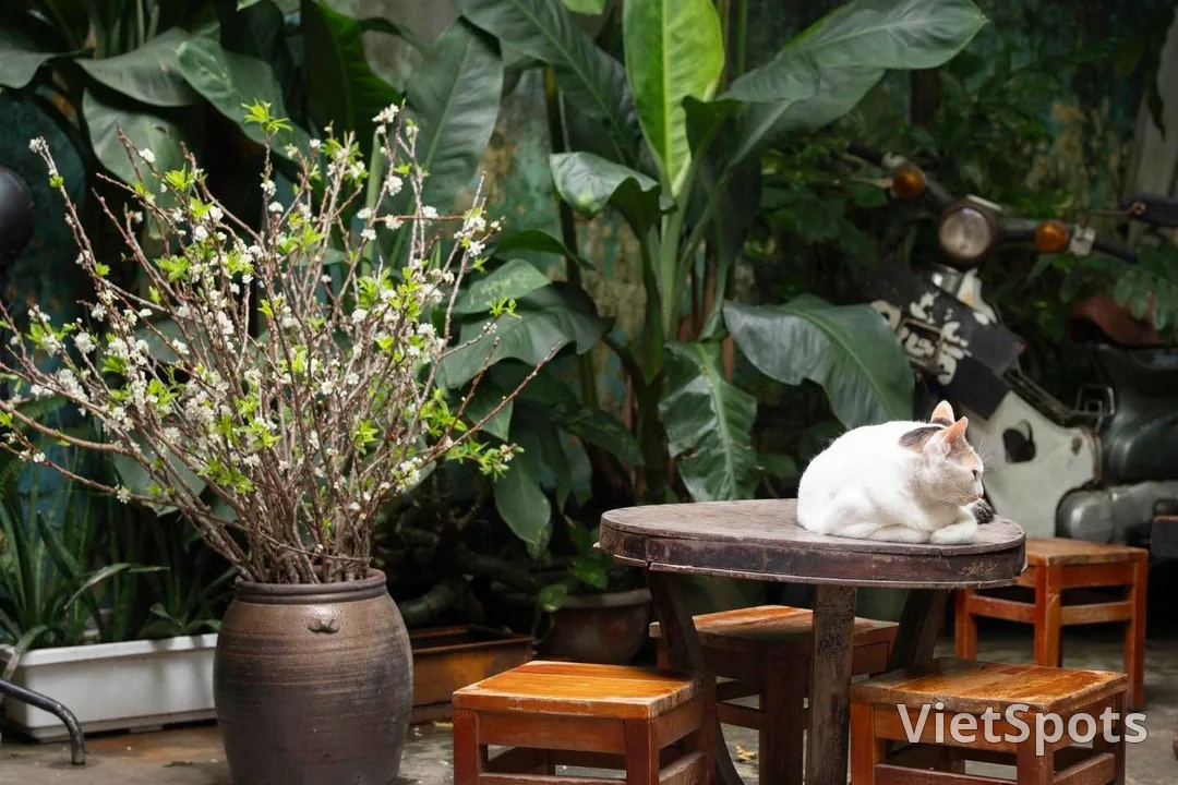 ร้านชาก๊อกญ่าตุ้ยหมิ่น — ชาเวียดนาม 40 ชนิดในซอยเล็กๆ ที่ดานัง