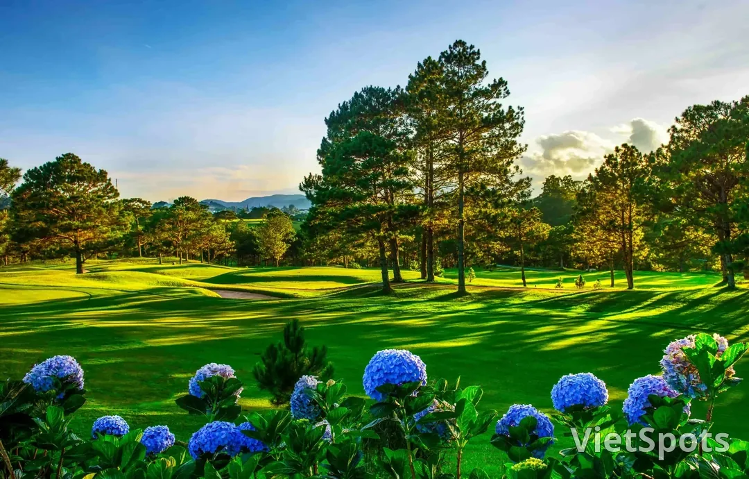 Fairway sân Dalat Palace giữa rừng thông, tiền cảnh là một khóm cẩm tú cầu đang nở hoa xanh tím