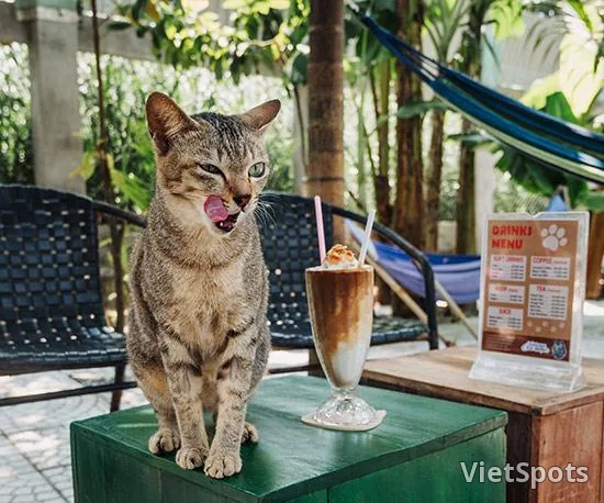 ジャックス・キャット・カフェ ホイアン – コーヒーを飲みながら保護された猫たちと触れ合おう