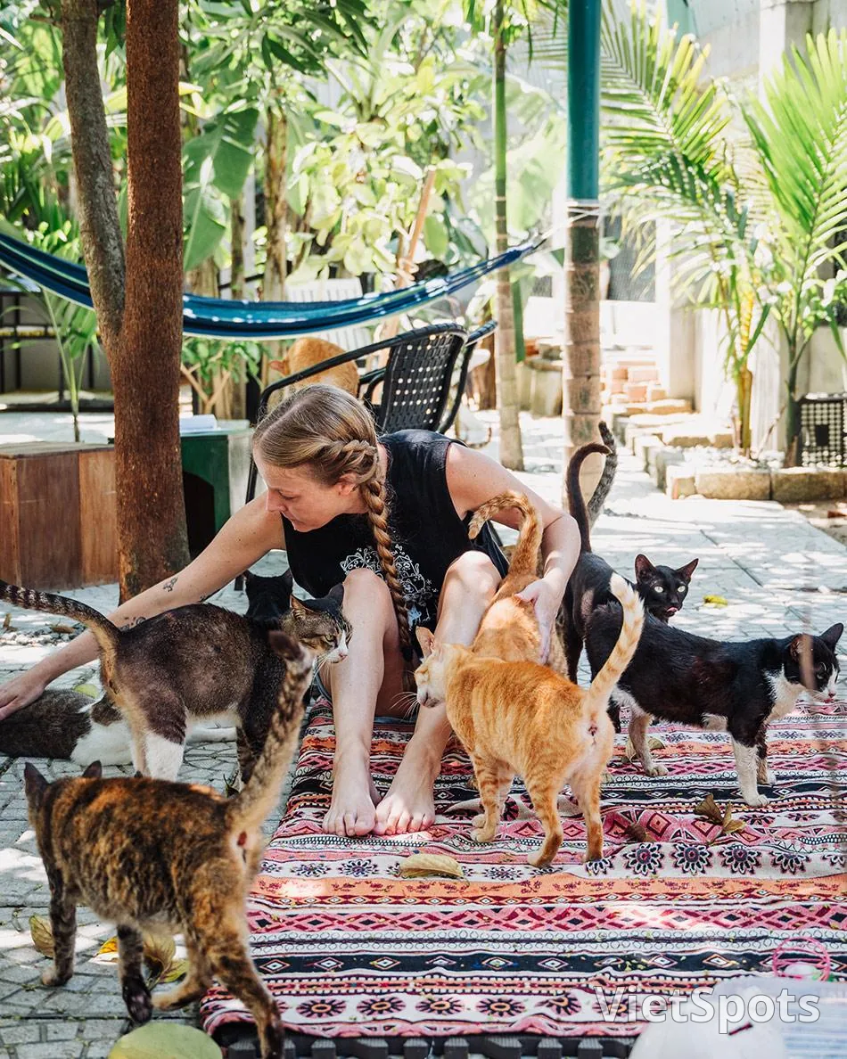 ジャックス・キャット・カフェ ホイアン – コーヒーを飲みながら保護された猫たちと触れ合おう