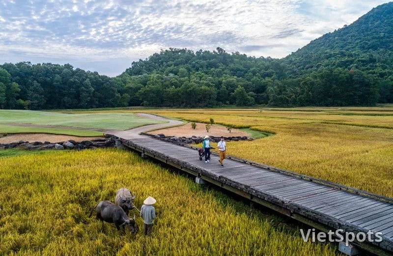 Ruộng lúa chín vàng trong sân golf Laguna Lăng Cô, hai con trâu và một người đội nón lá đứng giữa ruộng, bên cạnh là lối đi bằng gỗ dành cho người chơi golf
