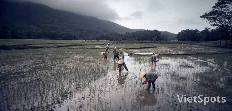 Những người đội nón lá cúi cấy lúa trên thửa ruộng ngập nước dưới chân núi, trời nhiều mây